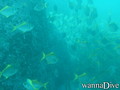 scuba diving photo