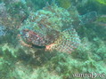 scuba diving photo