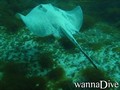 scuba diving photo