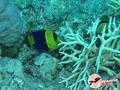 scuba diving photo