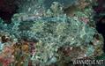 scuba diving photo