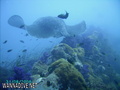scuba diving photo