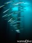 scuba diving photo