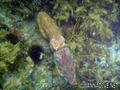 scuba diving photo