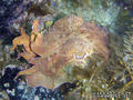 scuba diving photo