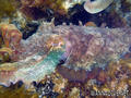 scuba diving photo