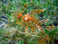 scuba diving photo