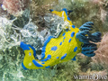 scuba diving photo
