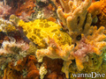 scuba diving photo