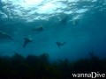 scuba diving photo