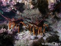 scuba diving photo