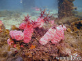 scuba diving photo