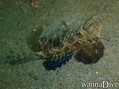 scuba diving photo