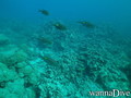 scuba diving photo