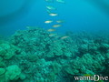 scuba diving photo