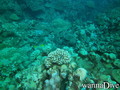 scuba diving photo