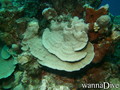 scuba diving photo