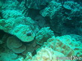scuba diving photo