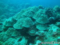 scuba diving photo