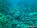 scuba diving photo