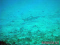 scuba diving photo