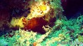 scuba diving photo