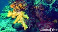 scuba diving photo