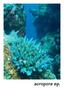 scuba diving photo