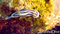 scuba diving photo