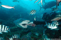 scuba diving photo