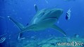 scuba diving photo