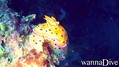 scuba diving photo