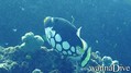 scuba diving photo