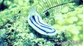 scuba diving photo