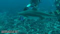 scuba diving photo