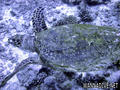 scuba diving photo