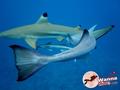 scuba diving photo