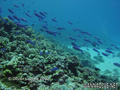 scuba diving photo