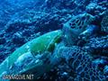 scuba diving photo