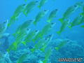 scuba diving photo