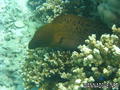 scuba diving photo