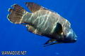 scuba diving photo