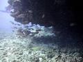 scuba diving photo