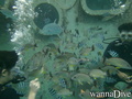 scuba diving photo