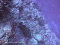 scuba diving photo