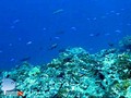 scuba diving photo