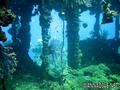 scuba diving photo