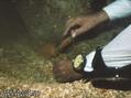 scuba diving photo