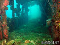 scuba diving photo