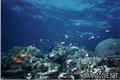 scuba diving photo